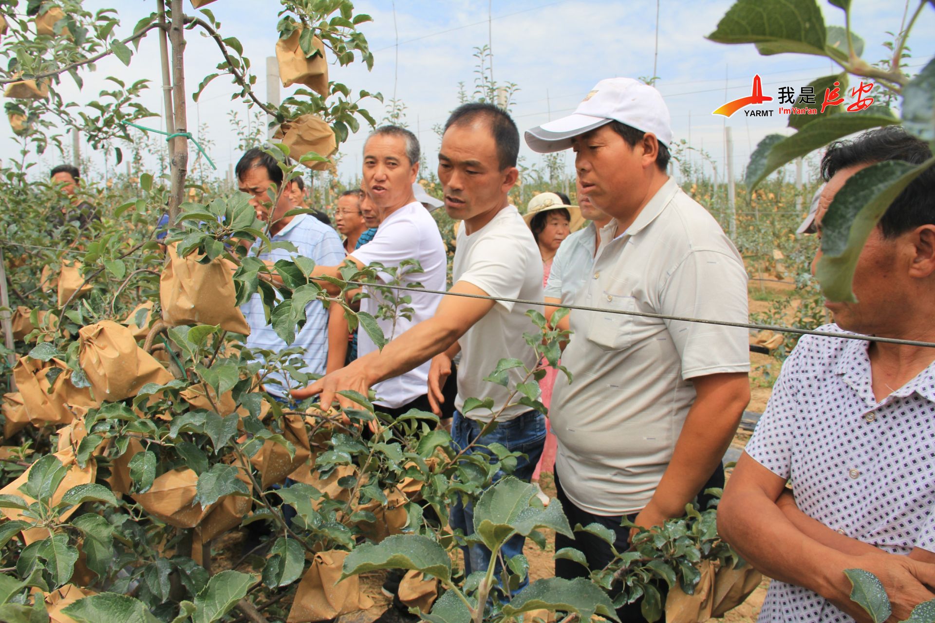 洛川苹果树新闻洛川苹果多少钱一斤-第2张图片-太平洋在线下载