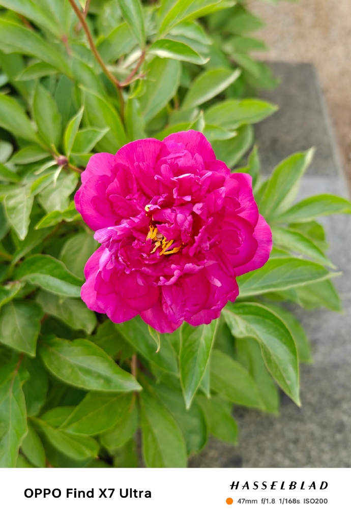 花瓣测试苹果版下载赵丽颖流光紫色花瓣裙-第2张图片-太平洋在线下载
