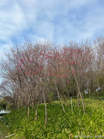 有范花苹果版爱思助手ios版下载正版
