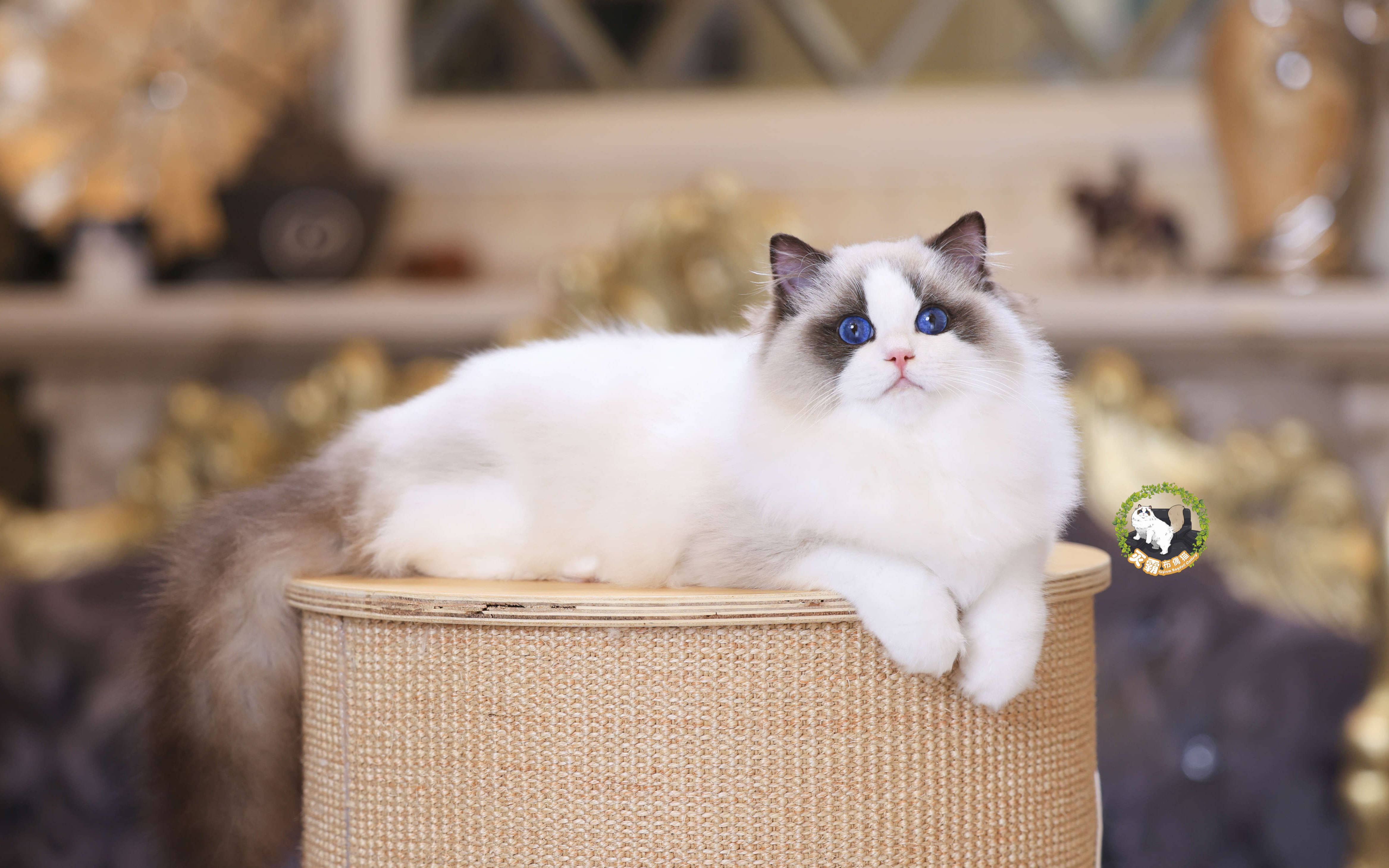 布偶猫咪壁纸苹果版猫咪壁纸电脑桌面高清