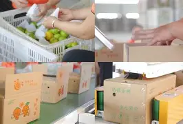 橘子分流客户端橘子游戏平台官网origin
