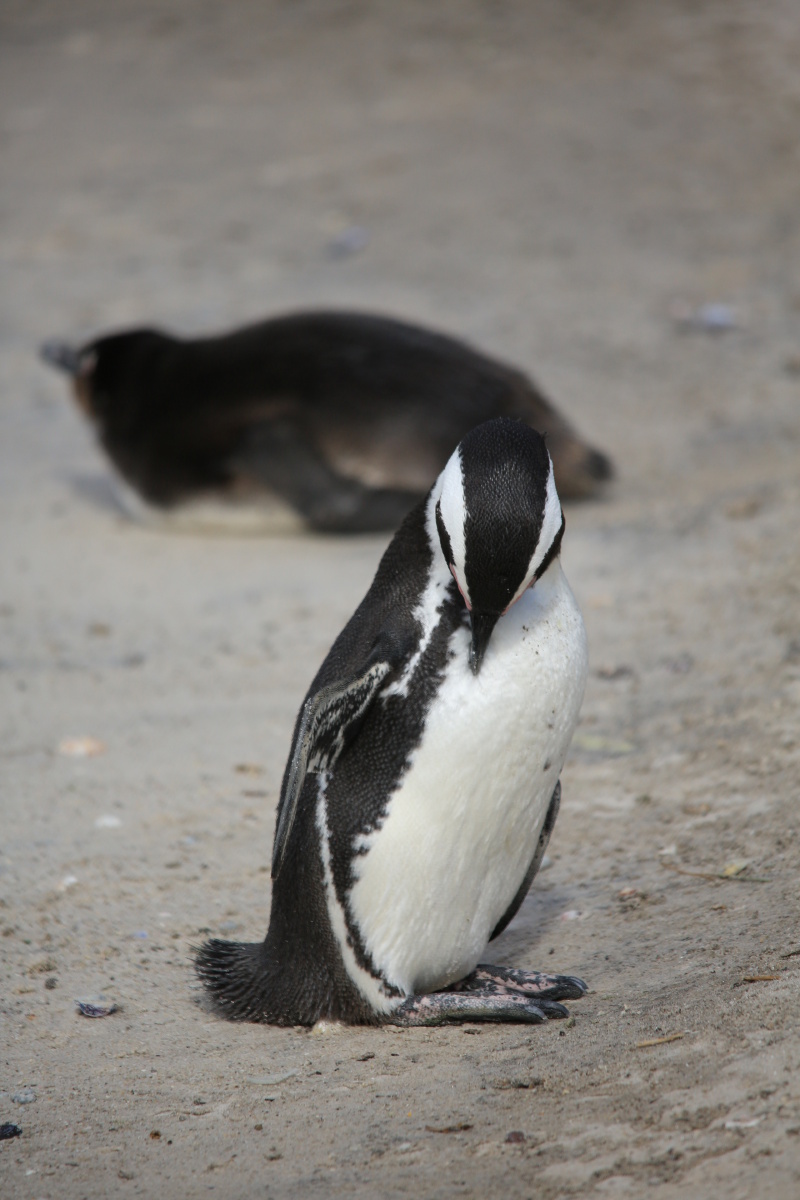 南非版的苹果手机(南非苹果的产地在哪里)-第7张图片-有道翻译官网 南非版的苹果手机(南非苹果的产地在哪里)-第7张图片-有道翻译官网