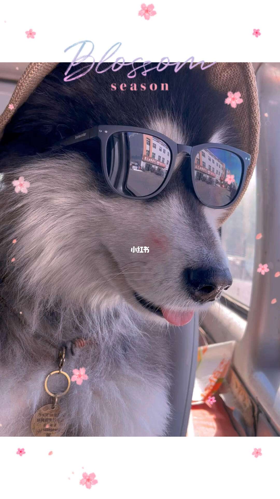 狗老板搞笑版下载苹果版(狗老板搞笑版下载苹果版软件)-第10张图片-有道翻译官网 狗老板搞笑版下载苹果版(狗老板搞笑版下载苹果版软件)-第10张图片-有道翻译官网